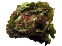 Bio batavia červená 1ks